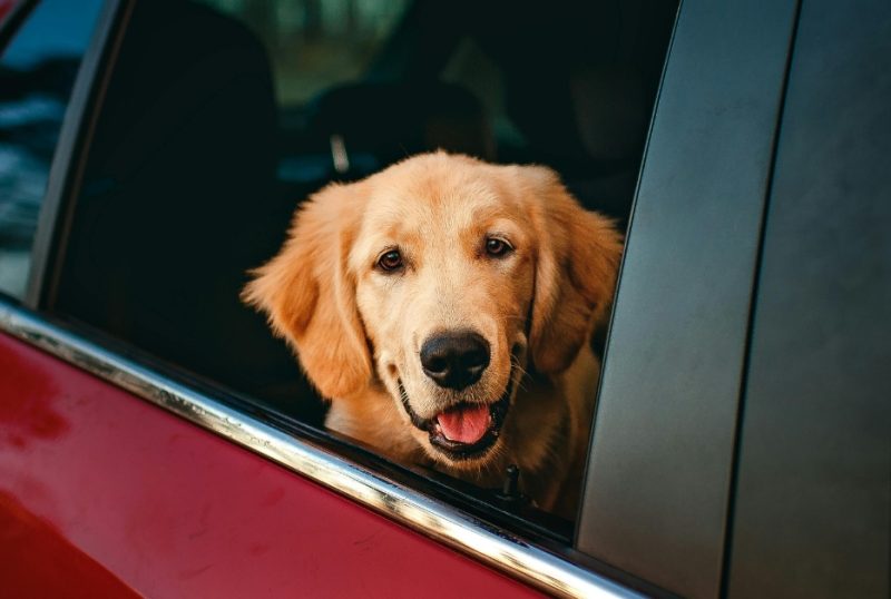 Καθαρό αυτοκίνητο, χαρούμενος σκύλος