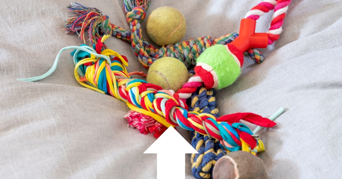 Καθαρό αυτοκίνητο, χαρούμενος σκύλος