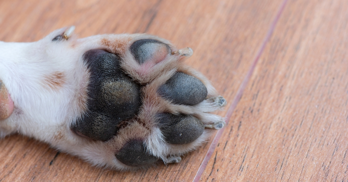 Καθαρό αυτοκίνητο, χαρούμενος σκύλος